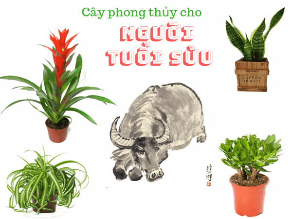 Cây phong thủy tuổi Sửu nên trồng theo bản mệnh