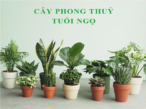 Cây phong thủy tuổi Ngọ nên trồng