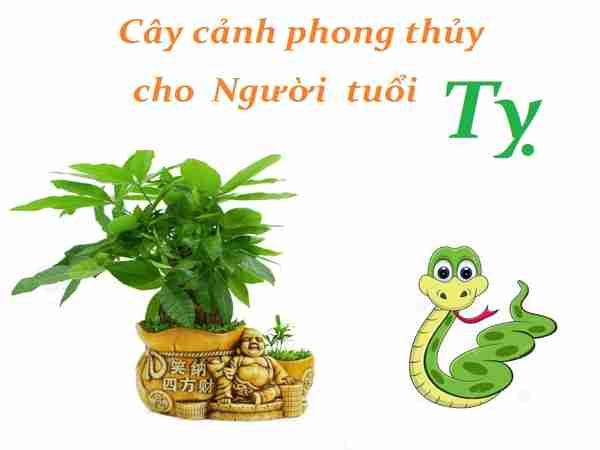 Cây phong thủy tuổi Tỵ nên trồng trong nhà