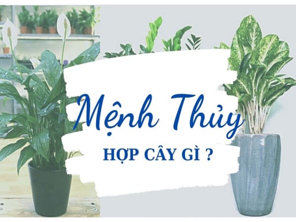 Mệnh Thủy trồng cây gì để tăng vượng khí hút tài lộc